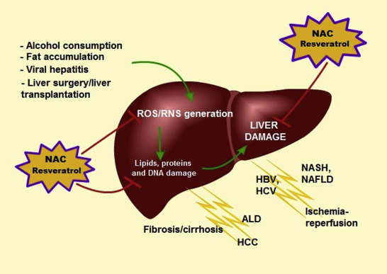 Resveratrol Side Effects Liver