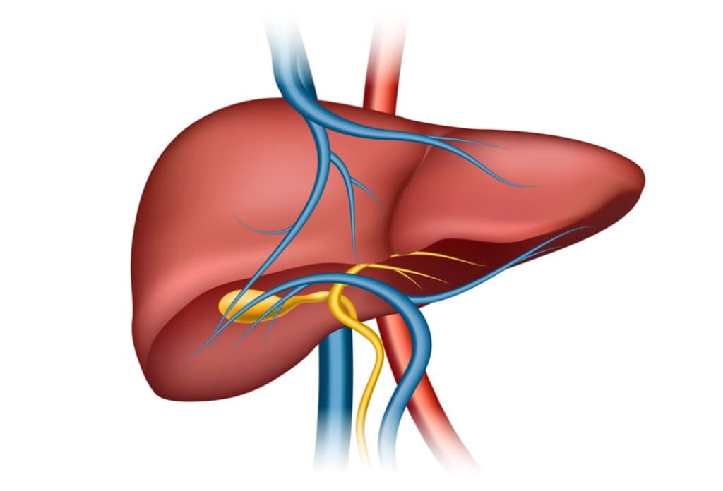 An illustration showcases the anatomy of a human liver with blood vessels