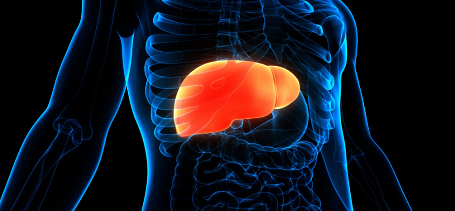 Human liver highlighted within a transparent torso