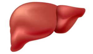 Isolated illustration of a human liver