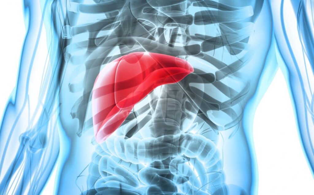 X-ray of the body with the liver