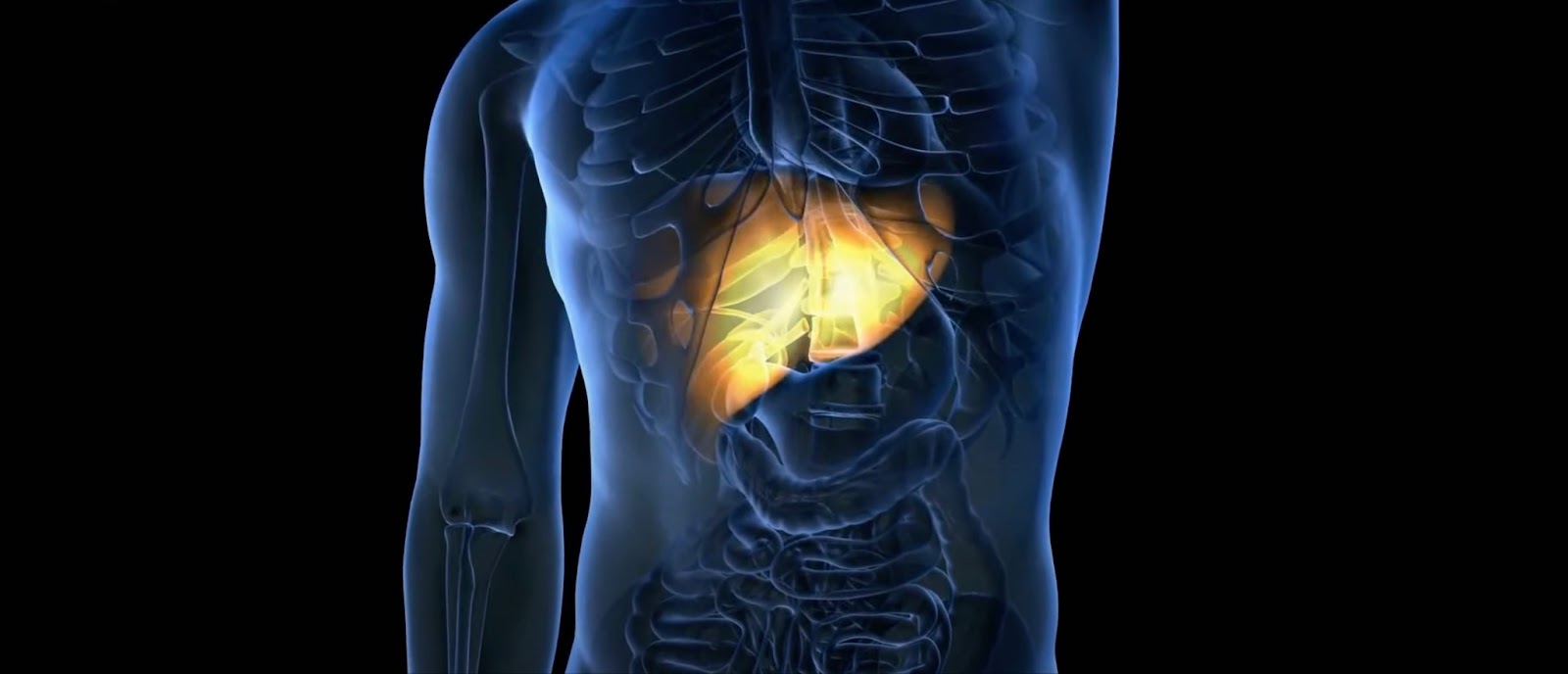 X-ray of human body with liver