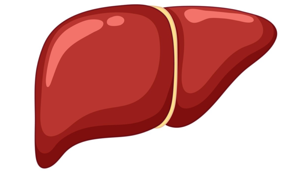 A cartoon image of a human liver isolated on a white background