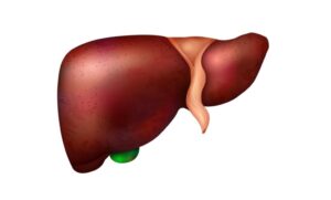 A realistic illustration of a human liver